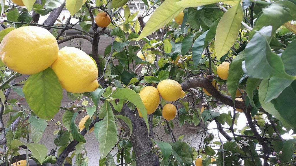Casa Vacanze Darena Tortoreto Εξωτερικό φωτογραφία